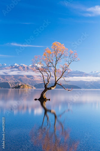 ニュージーランド オタゴ地方の早朝のワナカ湖の湖内に立つワナカ・ツリーと後ろに見える南アルプス山脈