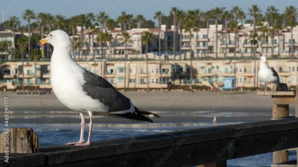 Seagull on wooden pier railings. Bird close up and palm trees in Oceanside. California waterfront pacific ocean tropical beach resort, USA. Summertime sea coastline vacations. Beachfront houses. Seagull on wooden pier railings. Bird close up and palm trees in Oceanside. California waterfront pacific ocean tropical beach resort, USA. Summertime sea coastline vacations. Beachfront houses.