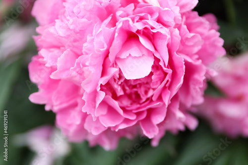 Pink peonies close up in the garden. Blooming pink peony flower.