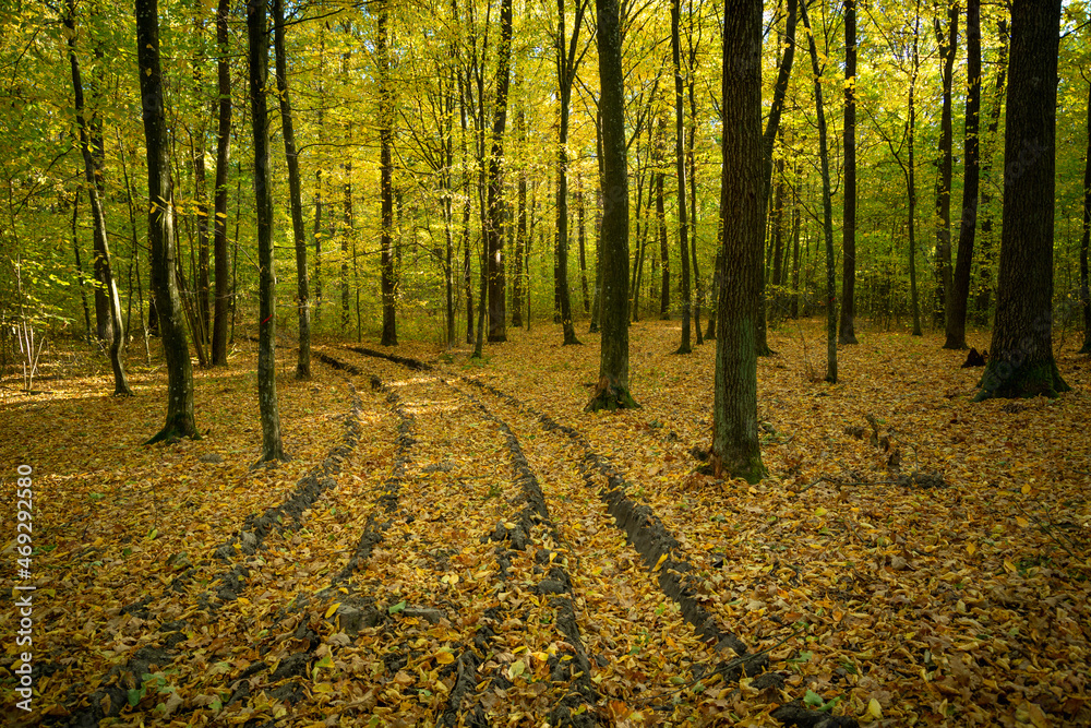 Obraz premium Fallen leaves on a path in the woods