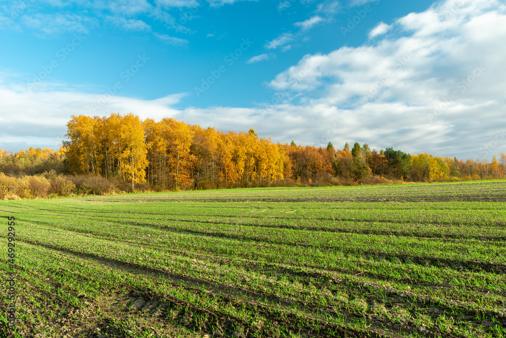 Autumn forest behind a green rural field