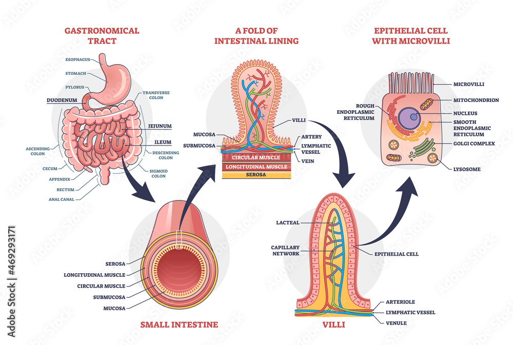 Small intestine with scientific gastrointestinal tract structure outline diagram. Labeled educational anatomy explanation with fold of intestinal lining, microvilli and intestine vector illustration. - obrazy, fototapety, plakaty 