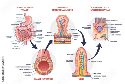 Small intestine with scientific gastrointestinal tract structure outline diagram. Labeled educational anatomy explanation with fold of intestinal lining, microvilli and intestine vector illustration.