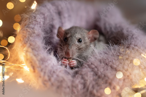 new year card rat cristmas