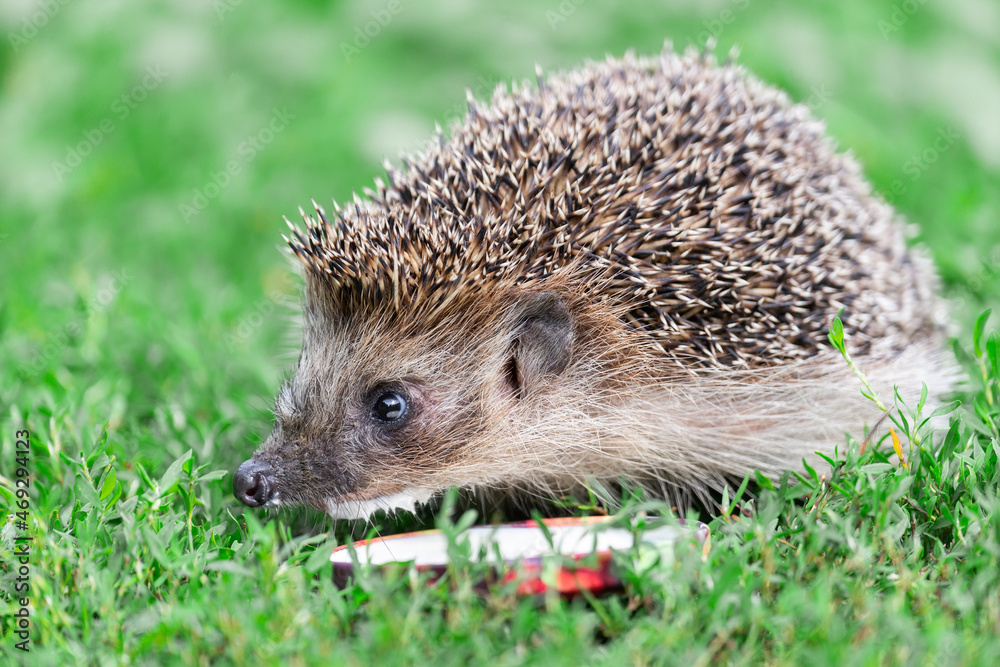 Fototapeta premium hedgehog on the grass..