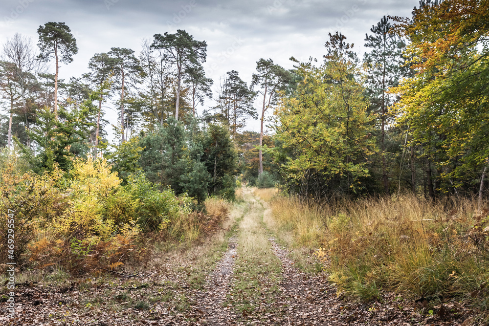 Fototapeta premium path in the forest