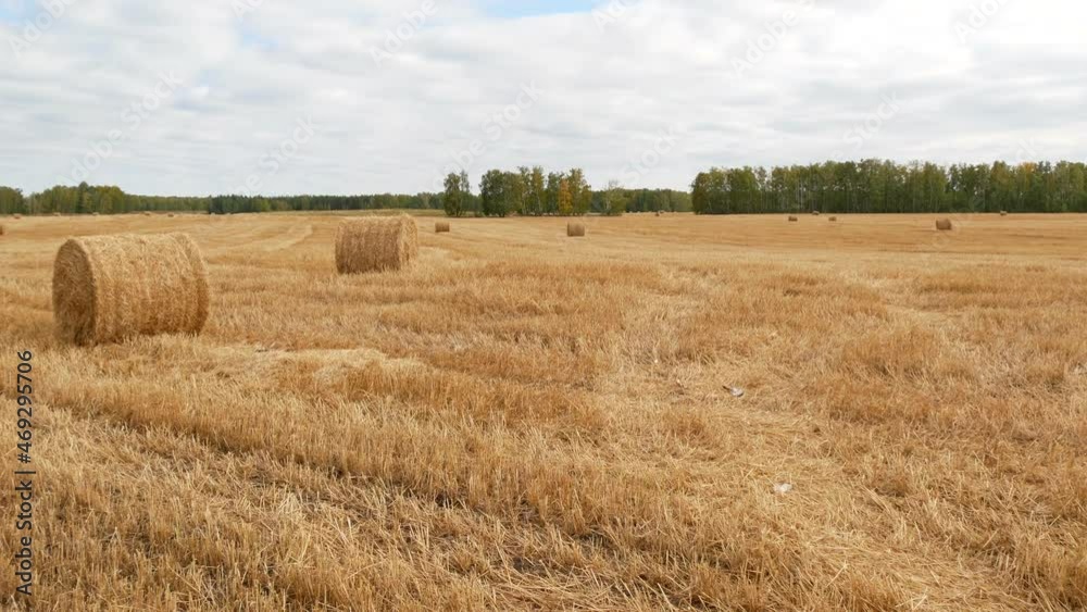 Haymaking grass for hay for livestock feed.
Straw is neatly folded into special rolls. Agricultural activities during the mowing period. Haymaking grass for hay for livestock feed.
Straw is neatly folded into special rolls. Agricultural activities during the mowing period.