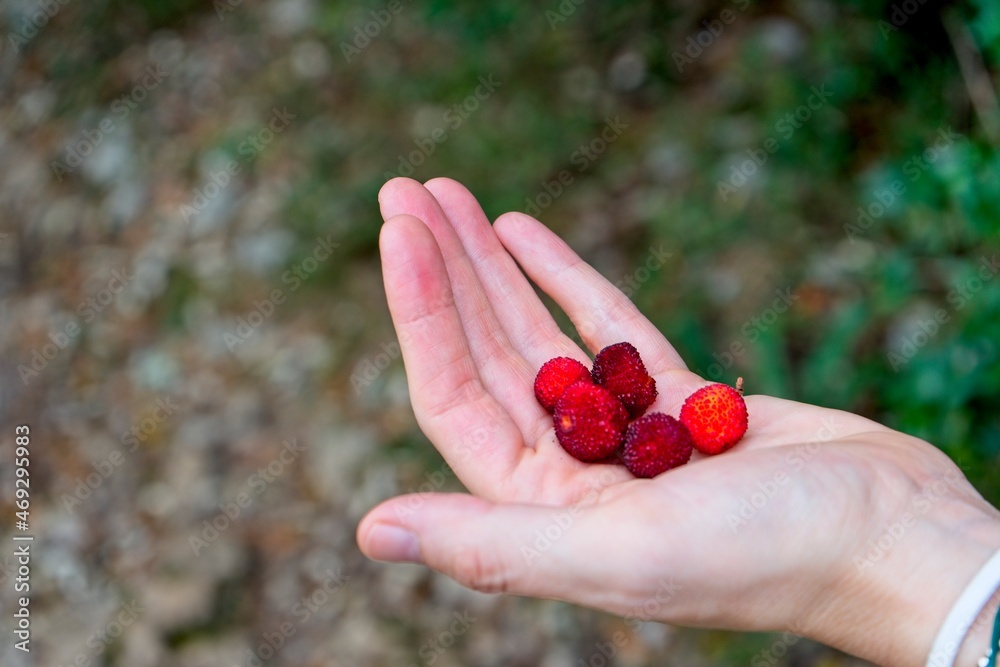 Arbutus unedo fruits in an open hand