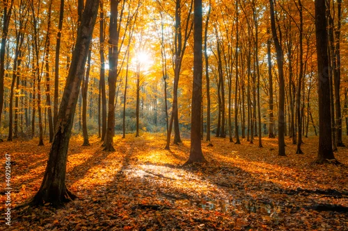 Panel kuchenny z motywem Orange autumn forest illuminated by the sun