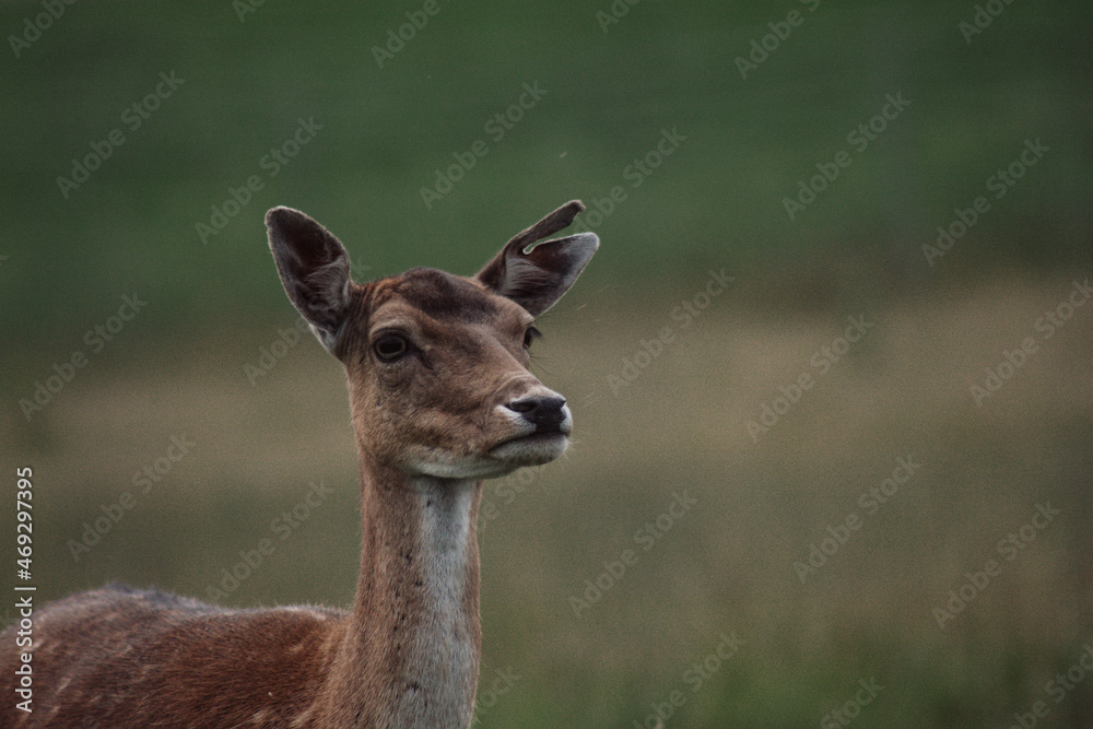 Fototapeta premium deer in the wild