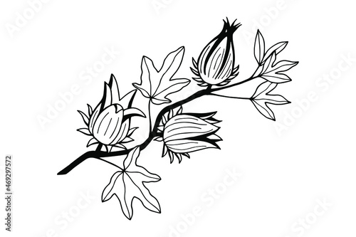 Blooming branch of Hibiscus, Sudanese rose.  Vector stock illustration eps10. Isolate on white background, outline, hand drawing.