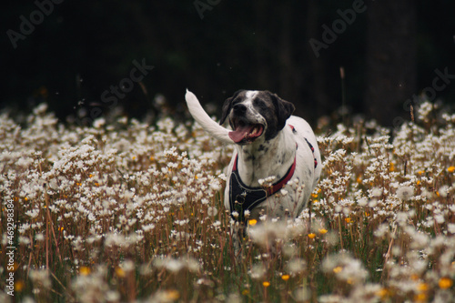 dog  in a flowerfield photo