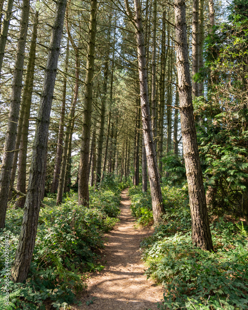 Fototapeta premium path in the forest with tall trees