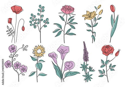 Set of line art flowers with color shapes. Lily rose eucalyptus sunflower orchid tulip lupine pion poppy. Hand drawn botanical vector illustration. Black outline silhouettes of branches and leaves