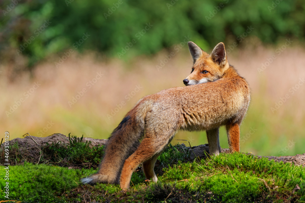 Young Red Fox (Vulpes vulpes) searching for food in the forest of Noord-Brabant in the Netherlands Young Red Fox (Vulpes vulpes) searching for food in the forest of Noord-Brabant in the Netherlands