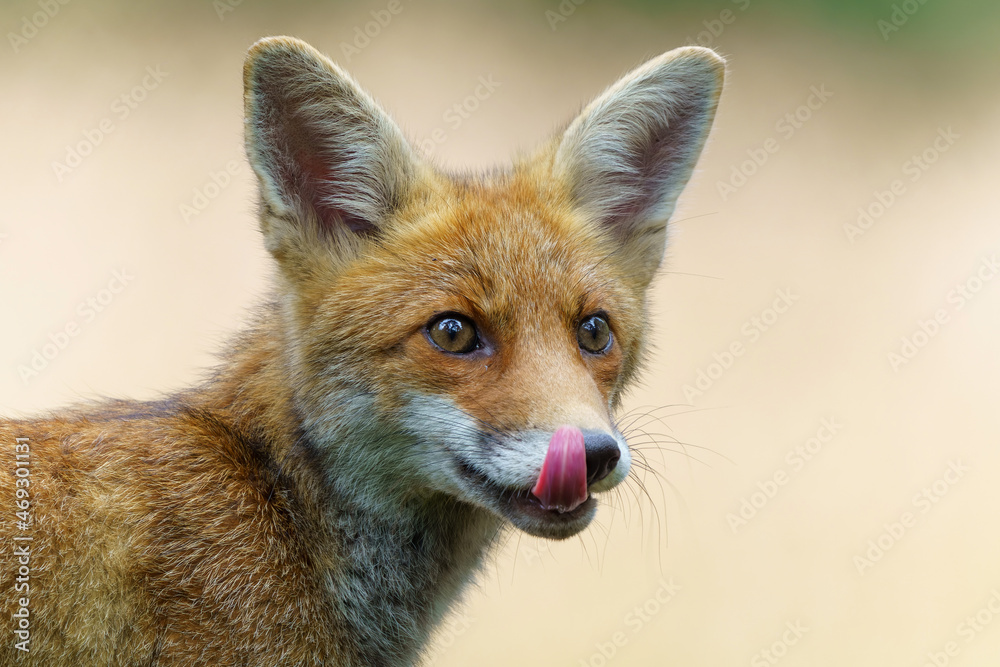 Young Red Fox (Vulpes vulpes) searching for food in the forest of Noord-Brabant in the Netherlands Young Red Fox (Vulpes vulpes) searching for food in the forest of Noord-Brabant in the Netherlands