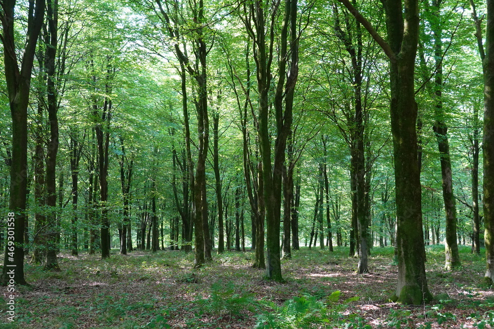 Deciduous beech tree woodland in summer sunlight, Hampshire, England, UK