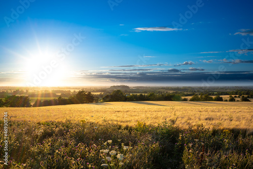 Gold-gelbes Getreidefeld mit Feldblumen im Vordergrund beim Sonnenuntergang im Spätsommer in England