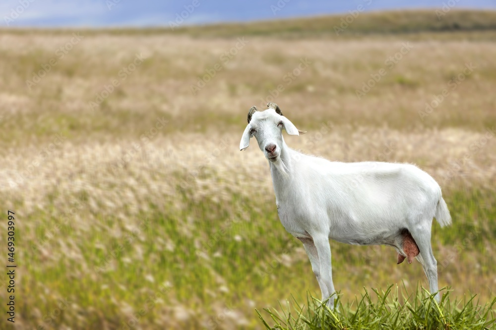 Little funny goat jumping on the field with flowers. Farm animals. Little funny goat jumping on the field with flowers. Farm animals.