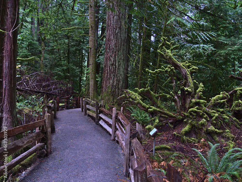 View of footpath leading through Cathedral Grove with old Douglas fir trees and moss-covered roots of a dead tree in MacMillan Provincial Park, Canada.