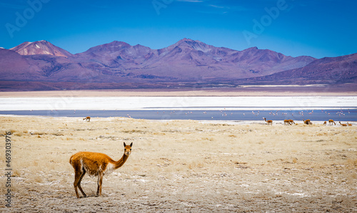 Fauna y Paisaje del Salar de Surire. Altiplano chileno  regi  n de Arica y Parinacota.