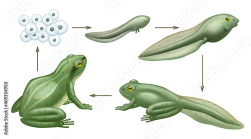 Frog cycle life. Water animals growth evolution of wild amphibians tadpoles decent vector realistic biology concept infographic pictures