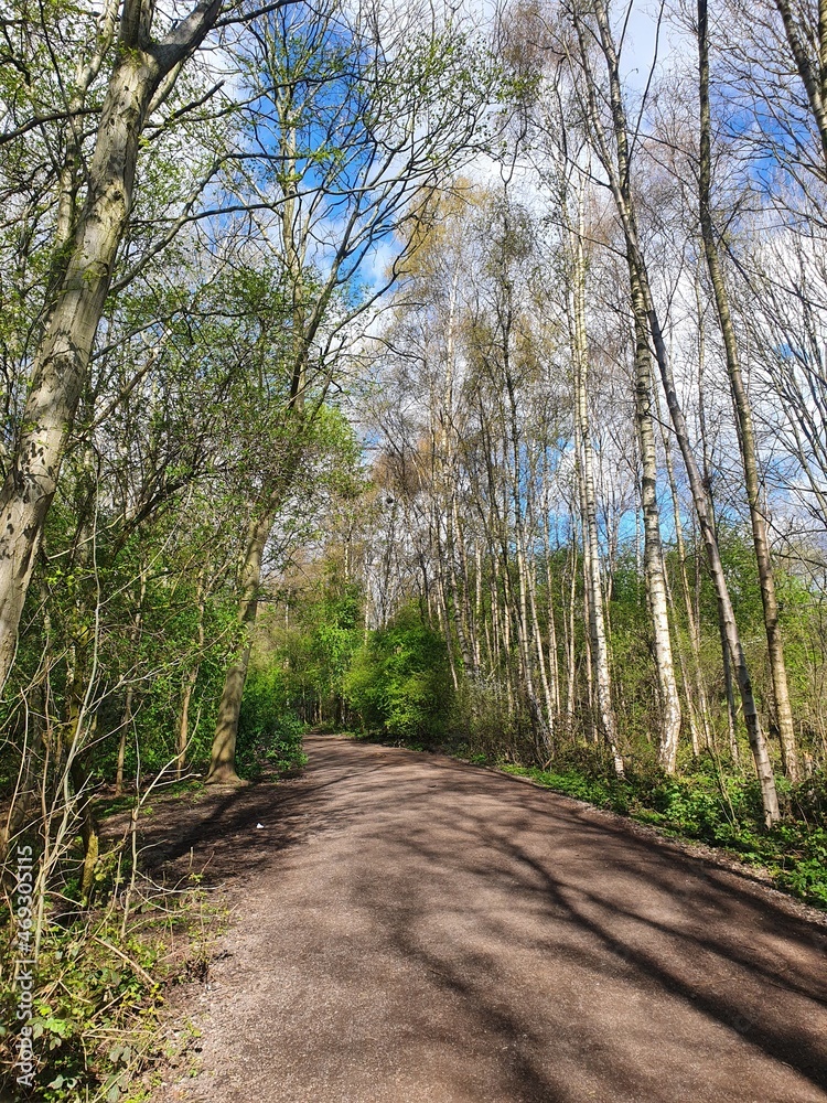 Obraz premium Sunny forest walk
