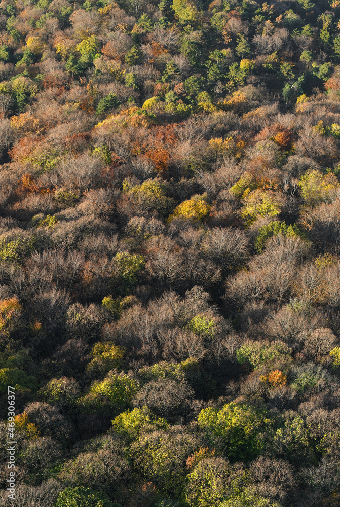 Abstract background texture of autumn forest. Abstract background texture of autumn forest.