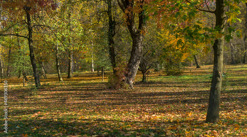 Autumn vibes. Trees with shadow