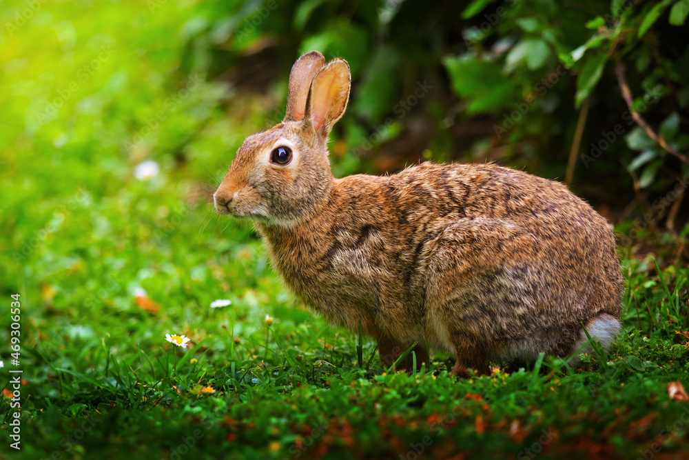 Fototapeta premium coniglietto nel prato