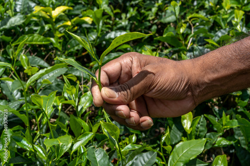 Man employee of tea company hold tea sprout against background of plantation field. Selects the best kind of tea for importations. Close up of fresh green leaves. High quality photo
