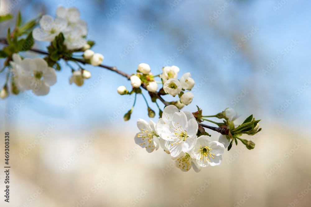 Close up of fresh white blooming flowers on a tree branches with blurred blue sky background in early spring.