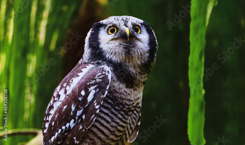 hawk owl (Surnia ulula) looks for prey photo