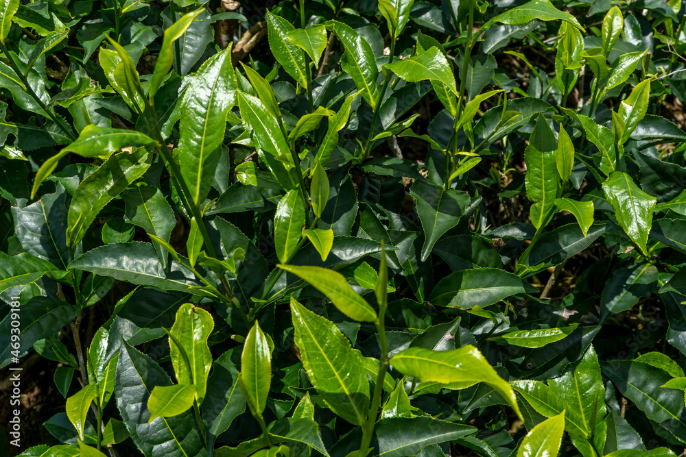 Green tea plantations background. Fresh tea leaves on the mountain. Hight quality photo Green tea plantations background. Fresh tea leaves on the mountain. Hight quality photo