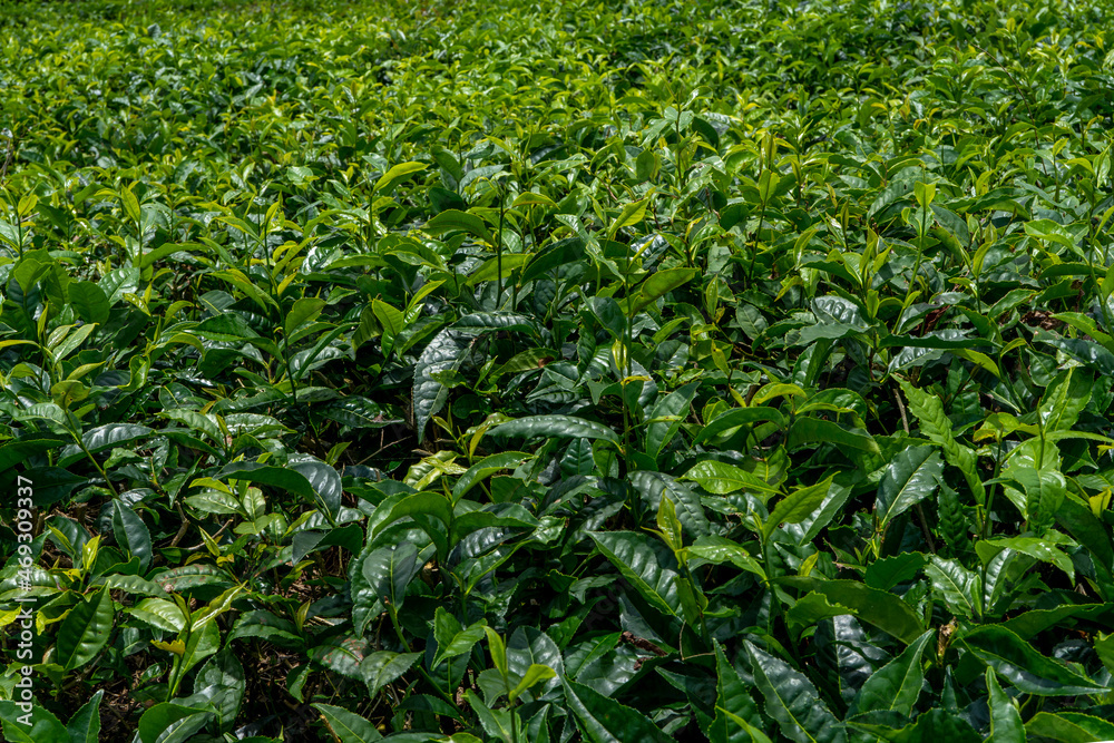 Green tea plantations background. Fresh tea leaves on the mountain. Hight quality photo