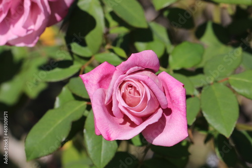 Pink large rose flower  Lilac Time 