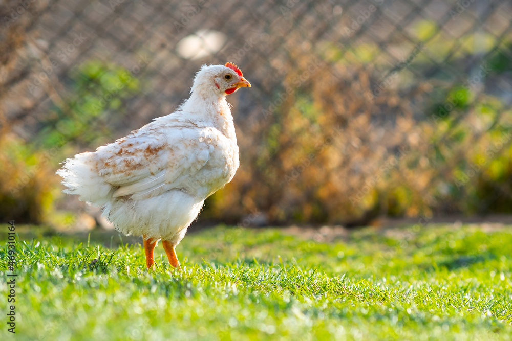 Obraz premium Hen feed on traditional rural barnyard. Close up of chicken standing on barn yard with green grass. Free range poultry farming concept.
