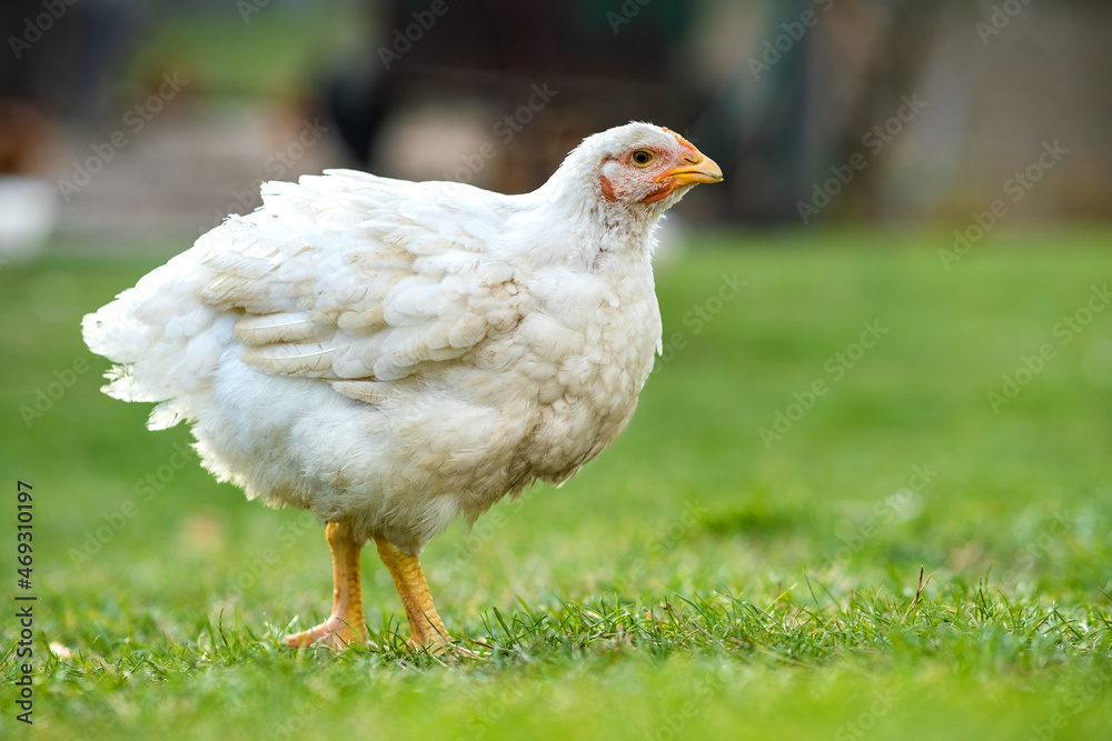 Hen feed on traditional rural barnyard. Close up of chicken standing on barn yard with green grass. Free range poultry farming concept. Hen feed on traditional rural barnyard. Close up of chicken standing on barn yard with green grass. Free range poultry farming concept.