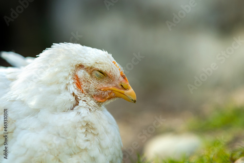 Hen feed on traditional rural barnyard. Close up of white chicken sitting on barn yard with green grass. Free range poultry farming concept © bilanol