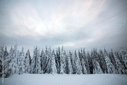 Moody winter landscape with spruce forest cowered with white snow in frozen mountains