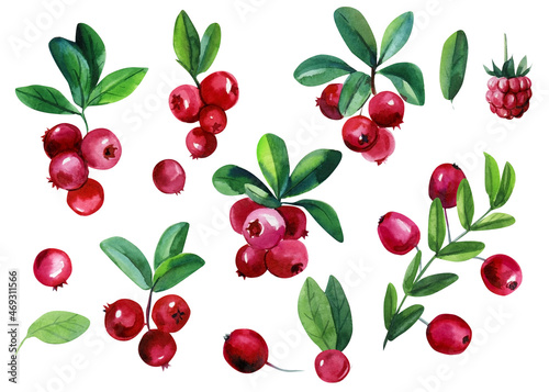 Watercolor set of berries, leaves, branches. lingonberries and cranberries, isolated white background