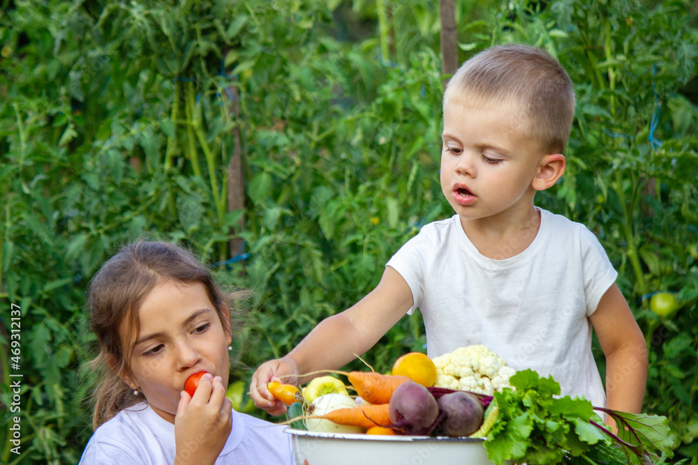 vegetables in the hands of children on the farm. Selective focus vegetables in the hands of children on the farm. Selective focus