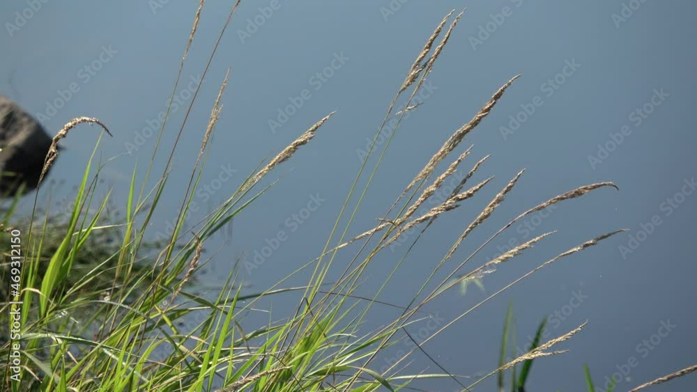 Acadia National Park, Maine, close up of grasses blowing in the wind Acadia National Park, Maine, close up of grasses blowing in the wind