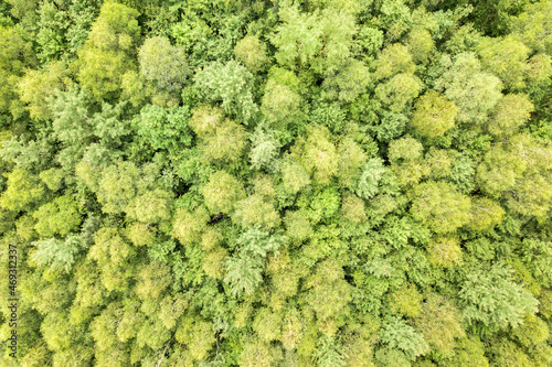 Top down aerial view of green summer forest with canopies of many fresh trees © bilanol