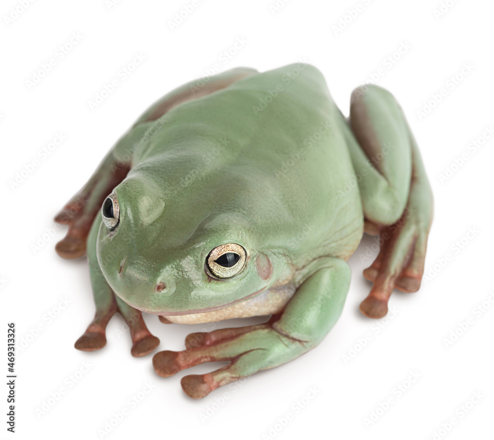 The Australian green tree frog isolated on white background with