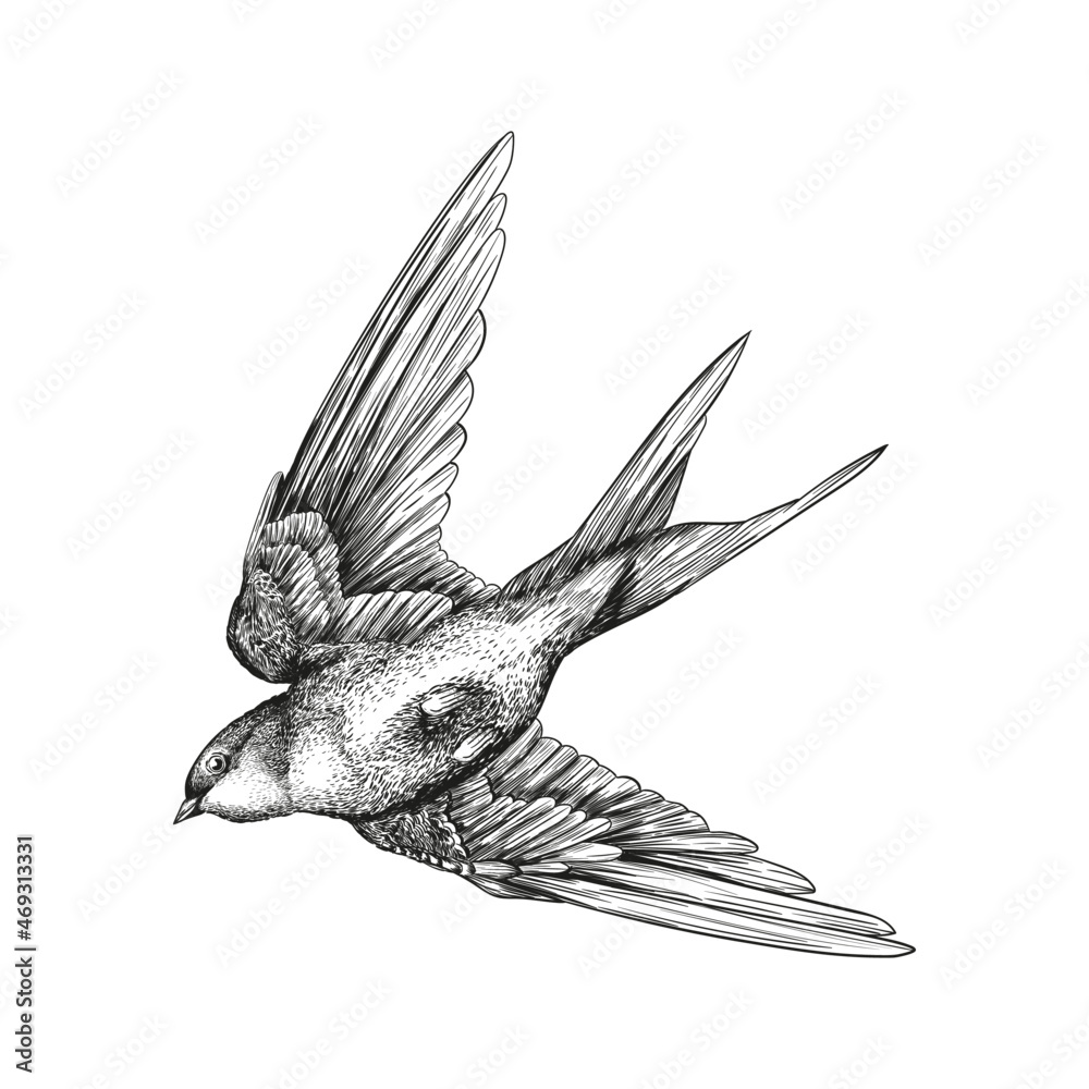 bird flight wings feathers swallow