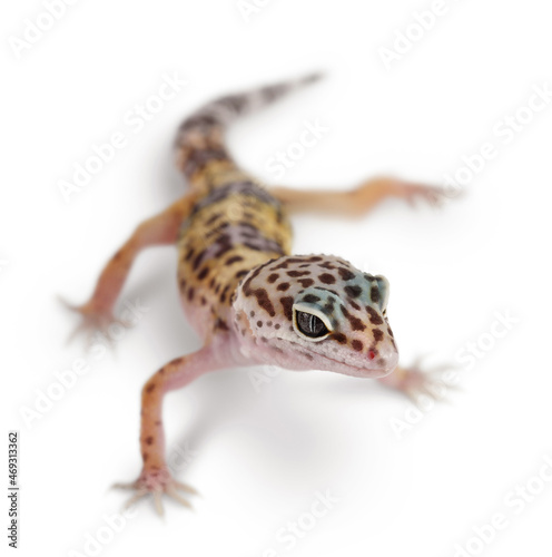 Leopard gecko or Eublepharis macularius isolated on white background with clipping path and full depth of field