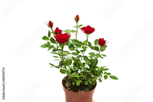 Red roses in a pot isolated on white background.
