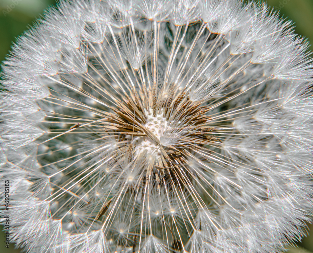Obraz premium Dandelion seed head