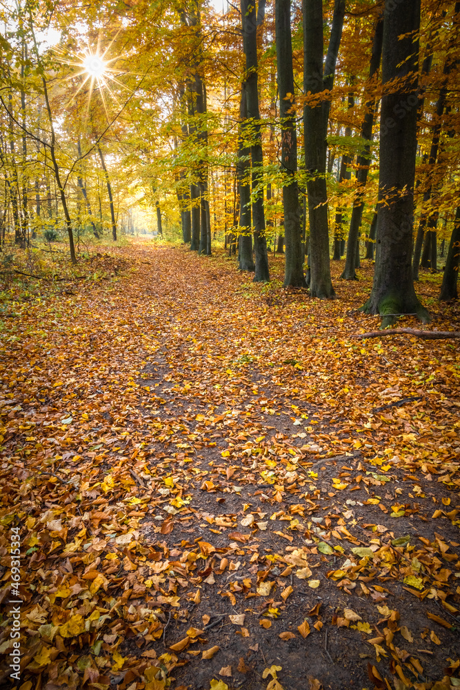 Obraz premium Colorful autumn beech forest and shining sun